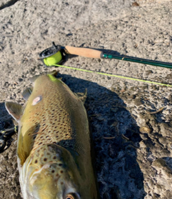 Catching Trout in Oswego's waters